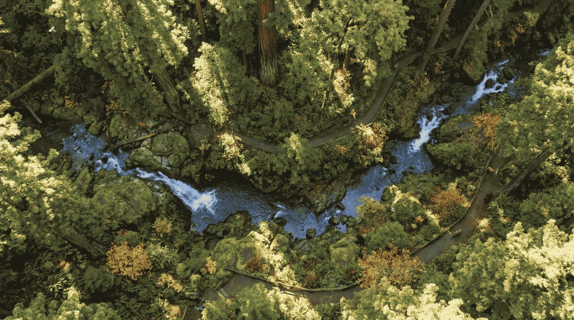 Aerial view of a green forest and flowing stream representing clean natural air
